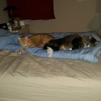 BauerBruce79 (@bauerbruce79) 's Twitter Profile