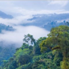 The Arbor Day Foundation Shade Grown Coffee program participates in greener practices from seed to cup.