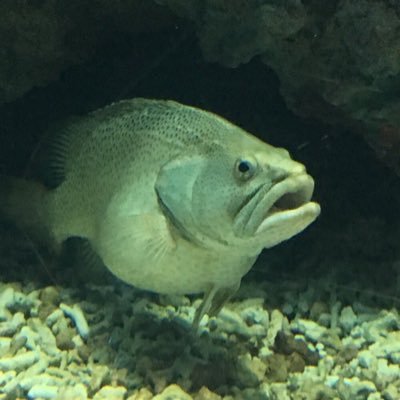 魚だからといっても泳ぐのが下手でも良いと思います。