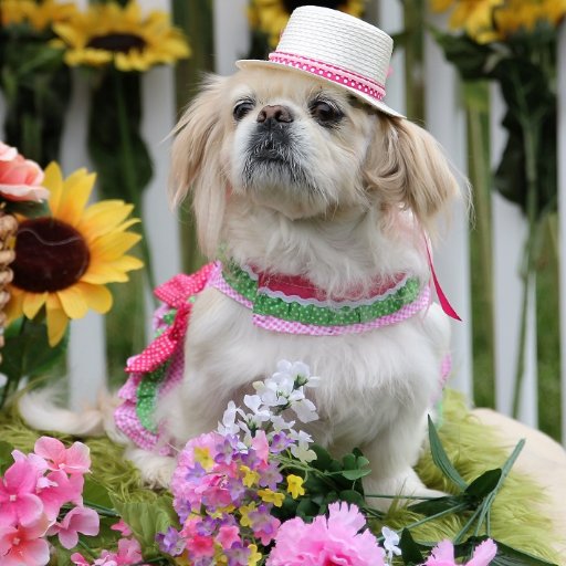 vaoceangal's profile picture. 