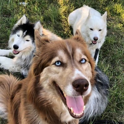 home of my 3 Neapolitan Husky Flooves: Odin, Spirit, & Aya Sophia