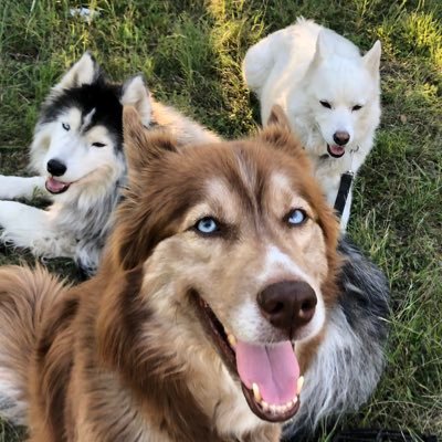 Rest In Peace Bear-Bear & Buddy; Majestic WoolyHusky & Maltese/CotonDeTulear; Always love & miss you! https://t.co/K6YaUYvZg4 HUSKIES: Aya Sophia, Odin & Spirit ✨