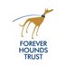 Forever Hounds Trust (@foreverhoundsuk) Twitter profile photo