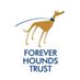 Forever Hounds Trust (@ForeverHoundsUK) Twitter profile photo