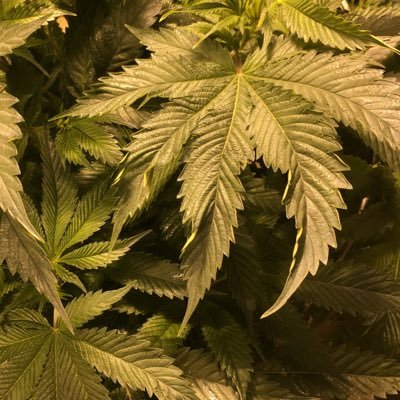 Corey66903340's profile picture. 