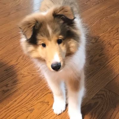 ren sheltie rensheltie twitter