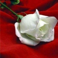فاطمة مسودي (@my_pen__) 's Twitter Profile Photo