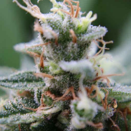 mj_scene's profile picture. 