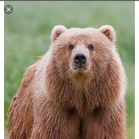BearTracker (@bear_tracker) 's Twitter Profile