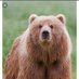BearTracker (@bear_tracker) Twitter profile photo BearTracker (@bear_tracker) Twitter profile photo