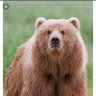 bear_tracker's profile picture. Air Force Son, Constitutional Conservative, pro-life #veteran, sarcastic & needling Democrat Socialist favorite past-time. UGADawgs UCONN Huskies