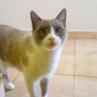 Raven Qrow (@ravenqrow1) 's Twitter Profile