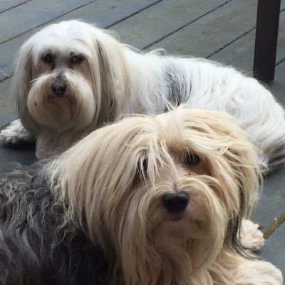 BOX60326261's profile picture. What can you say, just another foot soldier, waiting for the word. https:https://t.co/peHlMJnnPT GOP=Guilty Old Pedophiles No MAGA ppl