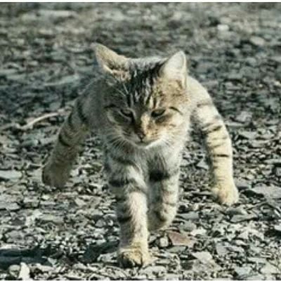 #マンホールカード /バイク/ #ツーリング
/ 猫/ #御朱印集め /水曜どうでしょう/ #駅弁 / #映画 / #心霊スポット
最近は,マンホールカード収集に,はまってます。