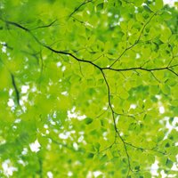 Green Future (@greenfuture00) 's Twitter Profile