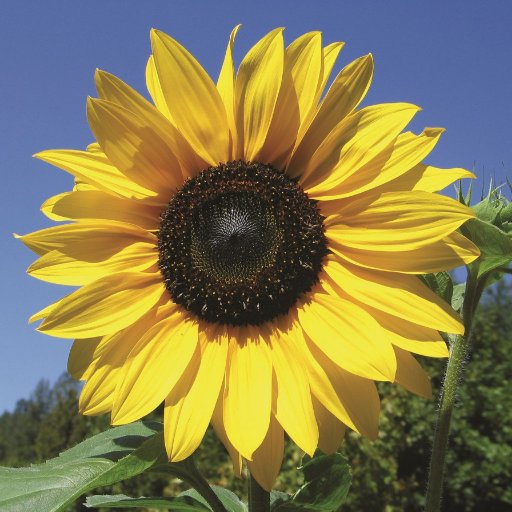 A friendly community group who love gardening together, sharing and making the world healthier!