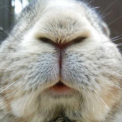 neesanyade's profile picture. 雑談大好き