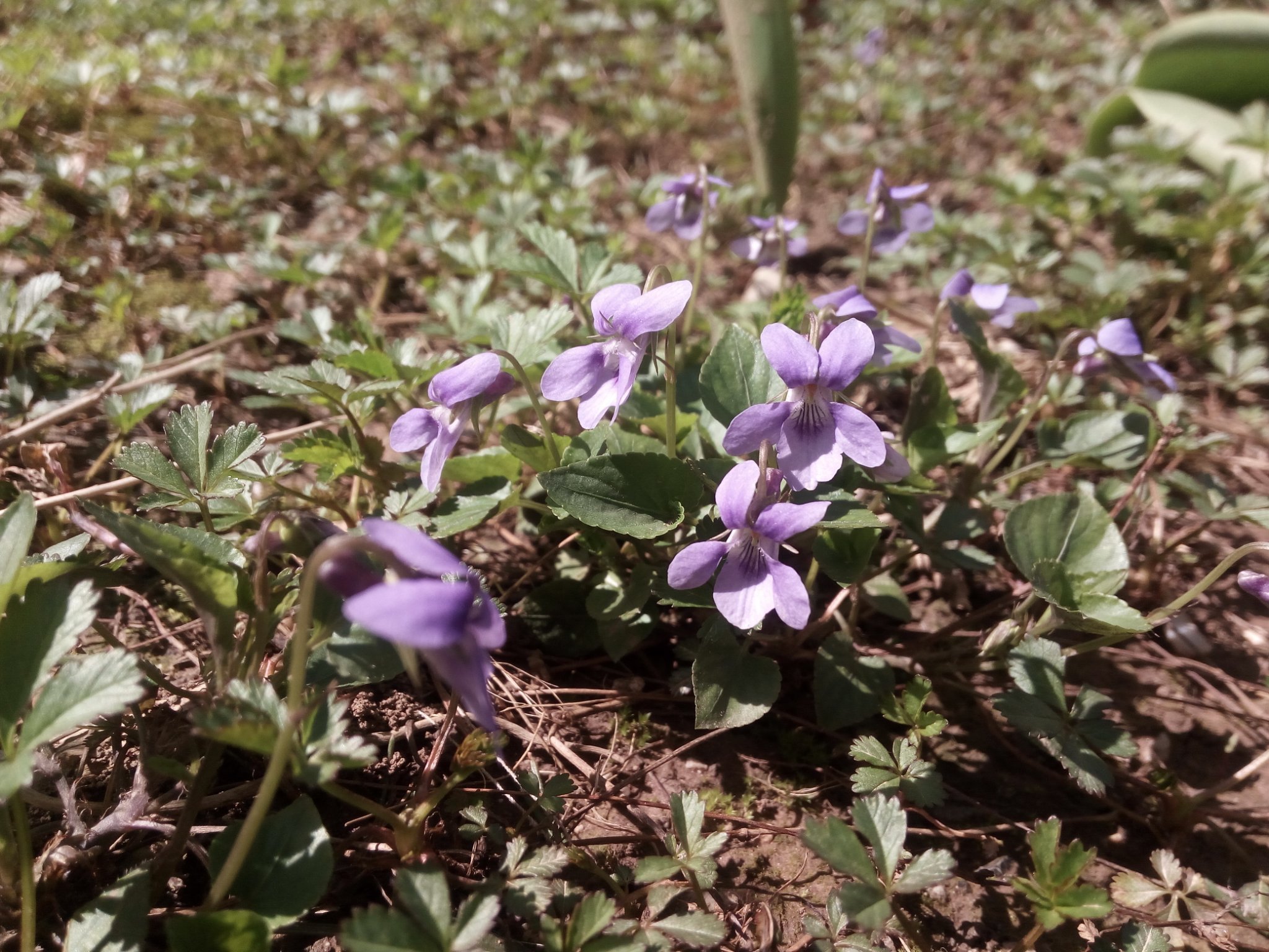 Maya_Smajlovic's profile picture. Loves R'n'R and Motorcycles.