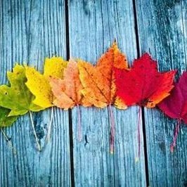 HarshaSamee's profile picture. How is the like gay fun... follow me