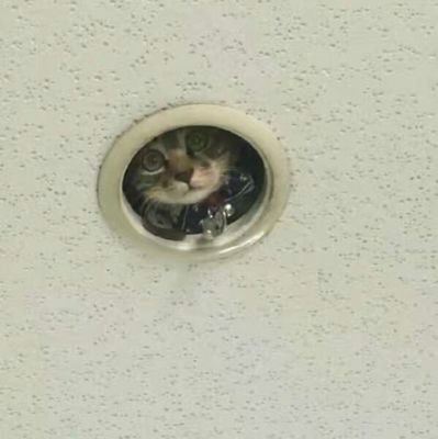(はる　OCD。さんのプロフィール画像