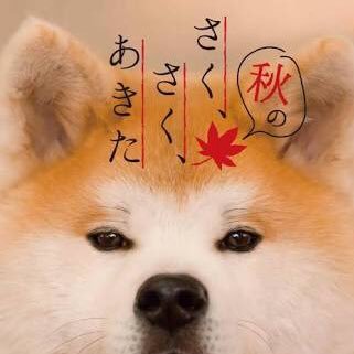 さくたん🐶さんのプロフィール画像
