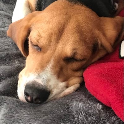 Doggy Day Care, Home Boarding, Walking Service and much more about dogs