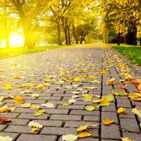 Rujipat  Sam (@rujipatsamrans1) 's Twitter Profile