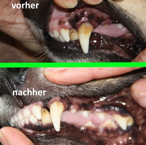 Zahnreinigung für Hunde, Pflege und Vorbeugung. Mund gesund, Hund gesund! Wir haben eine Hundeschule mit Hundehotel und züchten Spinone Italiano.