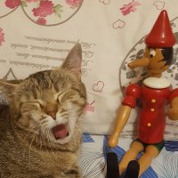 Stenoma (@stema59) 's Twitter Profile