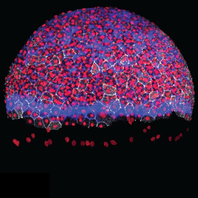 Mechanics of #zebrafish and #ascidian development @ISTAustria