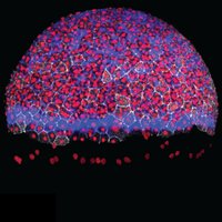 Heisenberg Lab (@heisenbergcplab) 's Twitter Profile Photo Heisenberg Lab (@heisenbergcplab) 's Twitter Profile Photo