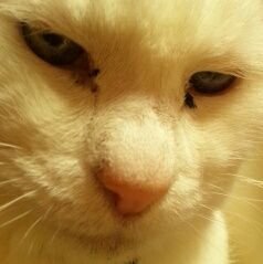 nyankoさんのプロフィール画像
