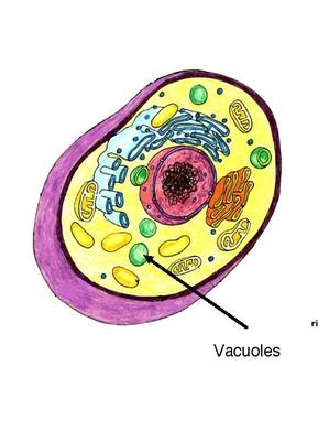 I vacuole am running for chief organelle in the cell.