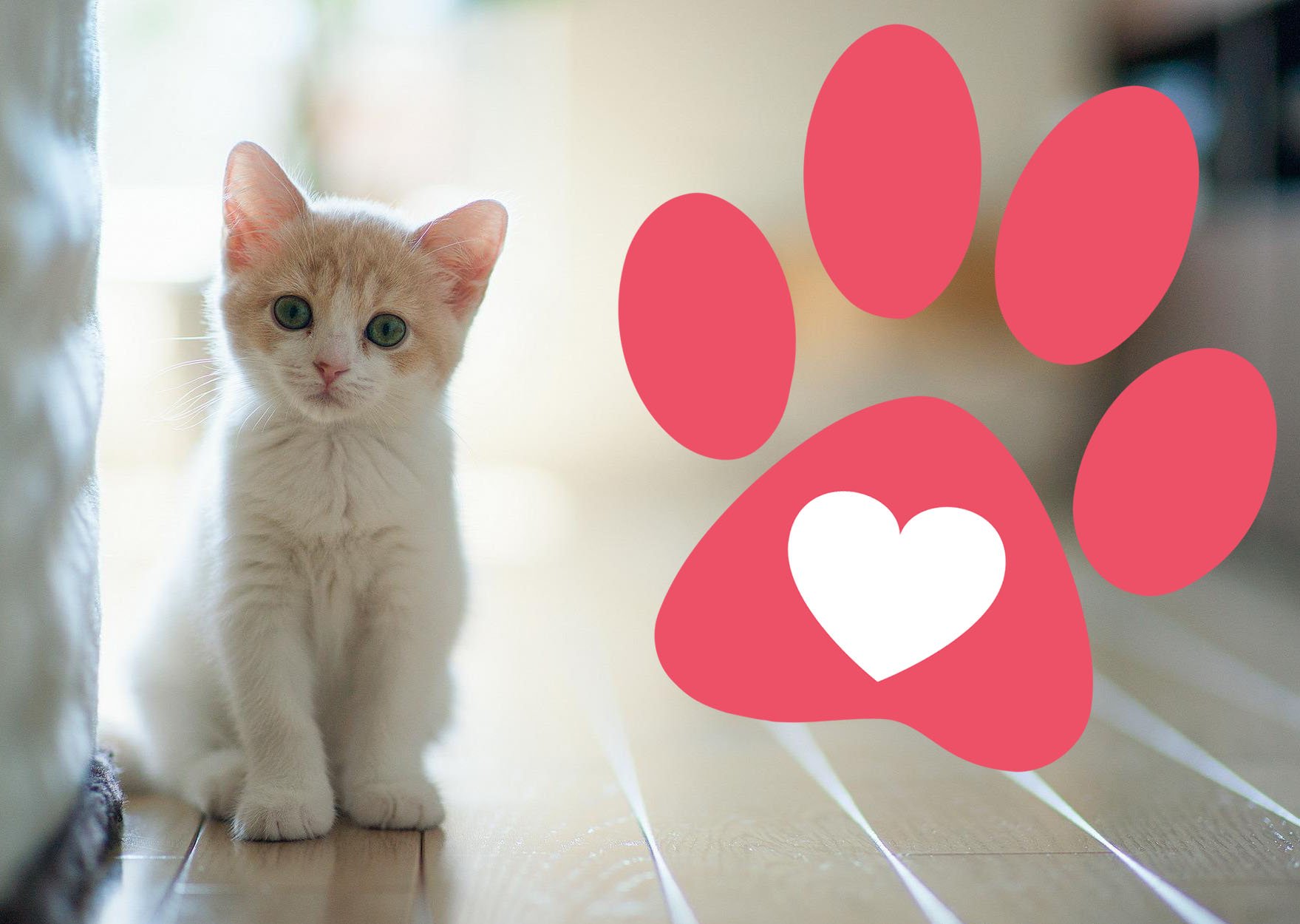 All you need is love & cat ❤️
welcome to our community
it's about kittens health, memes, funny cat moments, awesome topics and more