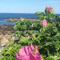 Jill LaPoint (@jmlp24) 's Twitter Profile