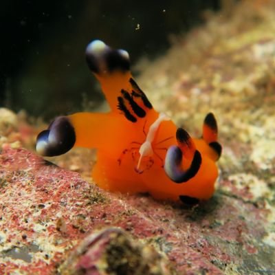 水中に関するニュースの紹介を行うアカウントです。スキューバダイビング、釣り、水の生物、水中に関する研究や開発、イベントなど様々なニュースを取り上げていきます。