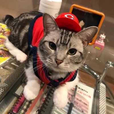 猫カフェ まねき猫 元スタッフさんのプロフィール画像