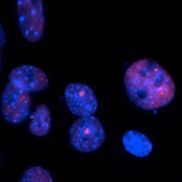 Lopez-Contreras Lab (@andresj_lab) 's Twitter Profile Photo Lopez-Contreras Lab (@andresj_lab) 's Twitter Profile Photo