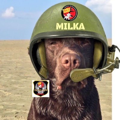 Choc Labrador Milka 2.0, Fan and Member of the glorious #ZSHQ Team. Member of #ZSEliteOPs Love swimming in Twinkies. Born 29.09.14