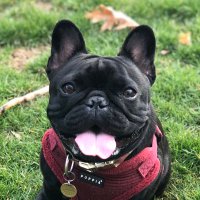 Courtney Witmer (@socialparvoneh) 's Twitter Profile