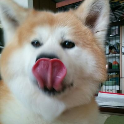 大雄 Daiyu 清香さん セミ セミ 食べるの 美味しいのかなー さなさん グルメだね