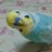 kuru-0415🐦✌️のアイコン