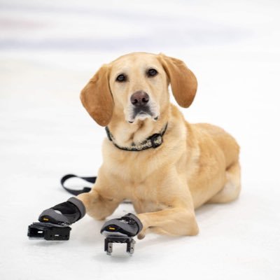The World’s First and Only Ice Skating Dog that wears real ice skates. Seen on Today Show, Sports Center, GMA, the Dodo & more. Trick dog, dog model, athlete...
