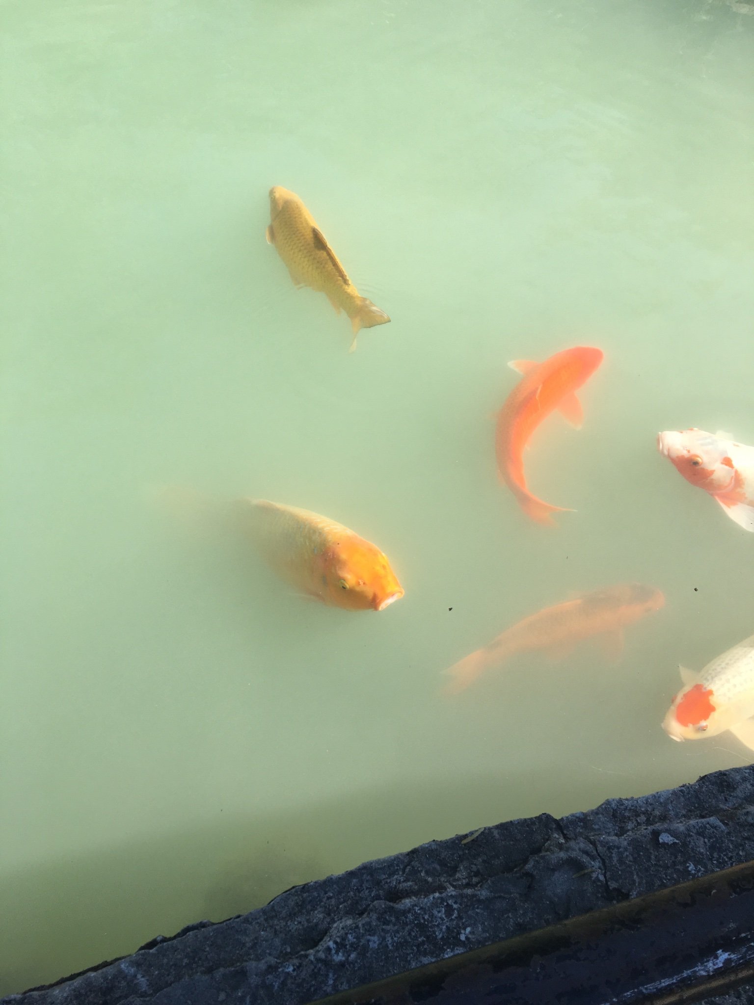 Gatortoes1's profile picture. 