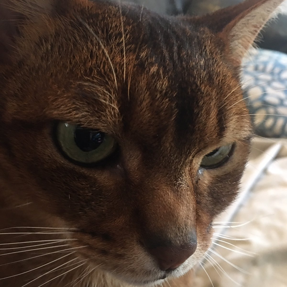 noids99's profile picture. 