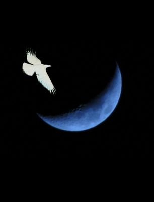 Fomalha99747425's profile picture. モンテクリスト伯ですら15年かかったのだ。若輩の私が数日で変われるわけがないだろう。