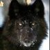 DunklerWolf (@dunklerwolf1986) Twitter profile photo