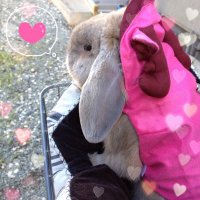 こいけいこ (@koi_1120) 's Twitter Profile
