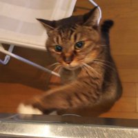 小枝 (@koeda_kijitora) Twitter profile photo
