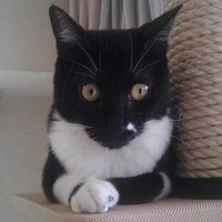 あん胡 (@anko_jingoro) 's Twitter Profile